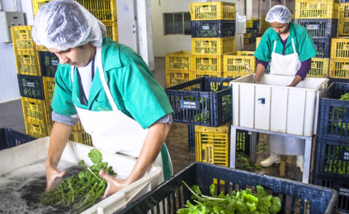 Food workers in aprons and hair nets washing lettuce