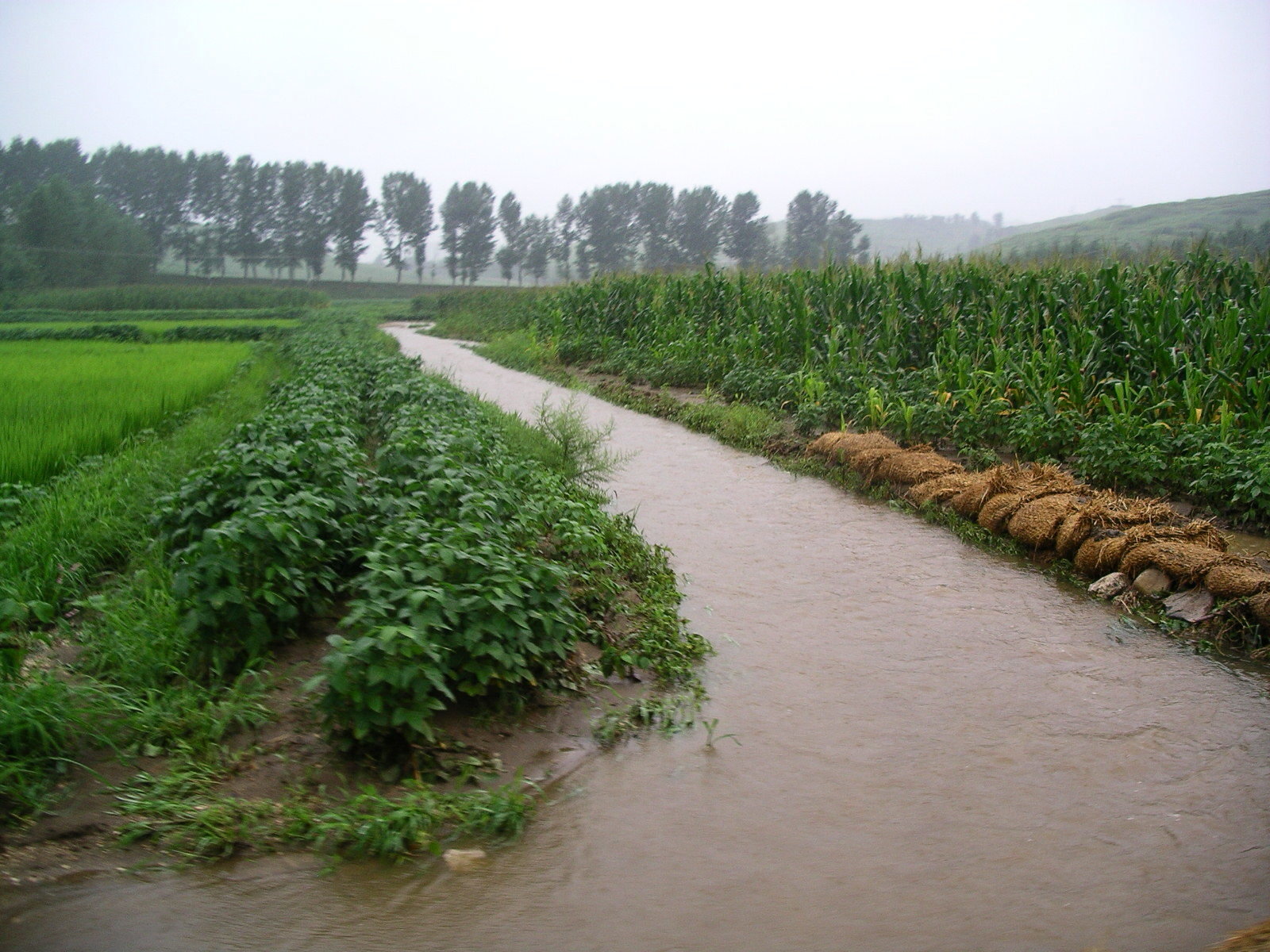 A swelled irrigation canal running through growing crops
